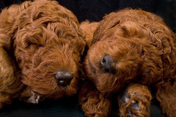 Standard poodle puppies sleeping